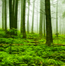 Grass.png